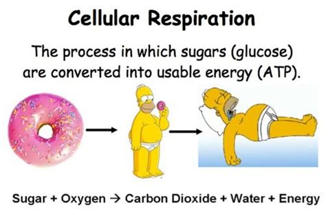 cellular respiration cartoon|cellular respiration explained simply.